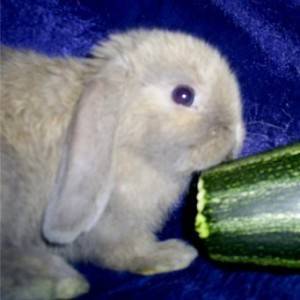 Какие овощи и фрукты можно давать декоративному кролику?