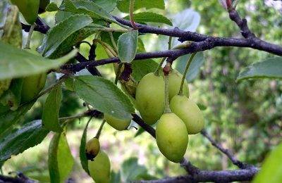 8 причин опадания завязи вишни