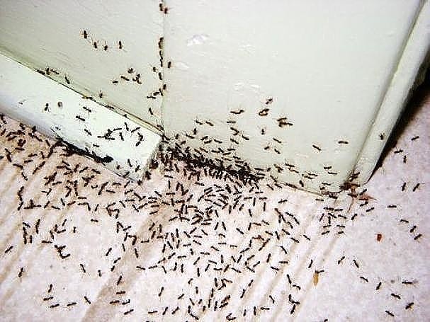 Как вывести рыжих муравьев из квартиры