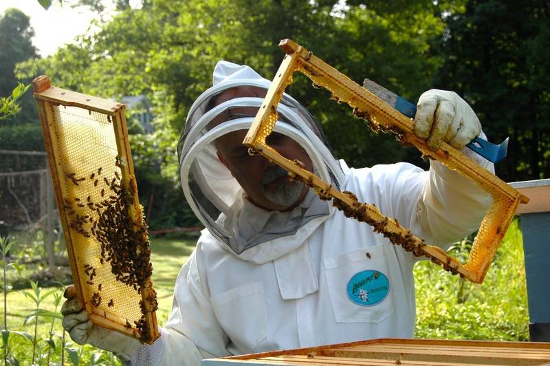 О пчелах в августе: пчеловодство, уход за пчелами, лечение, что делать на пасеке