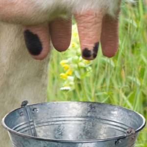 Страшная правда: молоко, которое нас убивает (антибиотики, гормоны, гной)