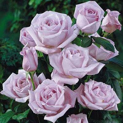 Плетистые розы группы «клаймбер»