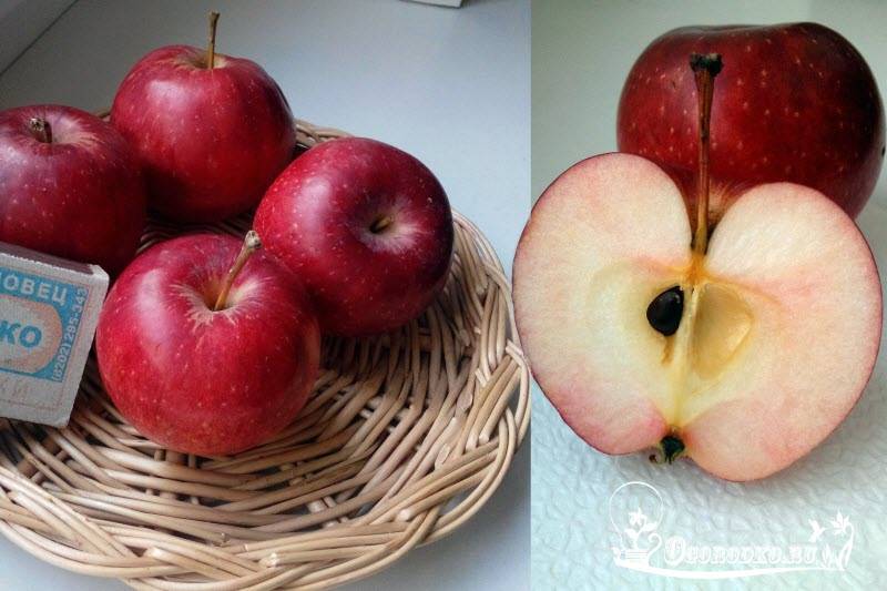 Зимний сорт яблок: пепин шафранный