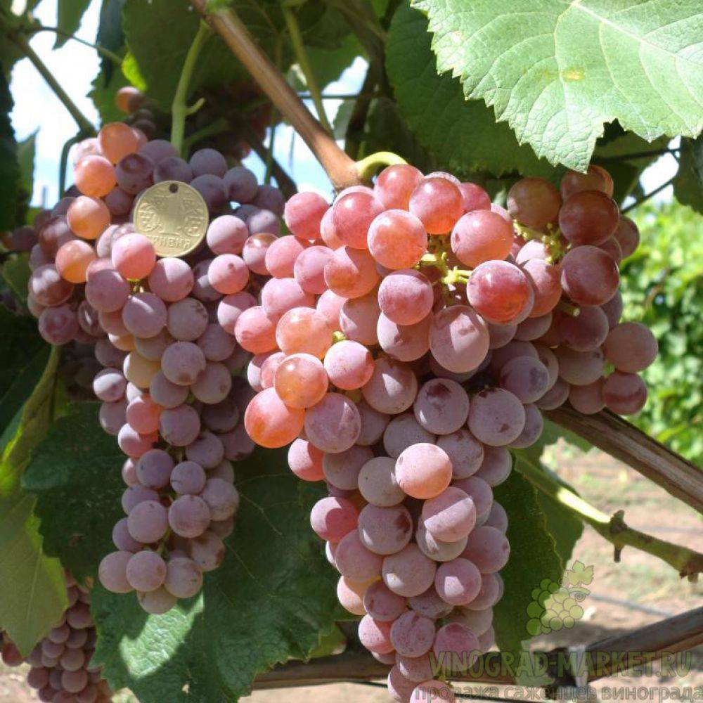 Описание сорта винограда юпитер - кишмиш из сша, особенности, достоинства