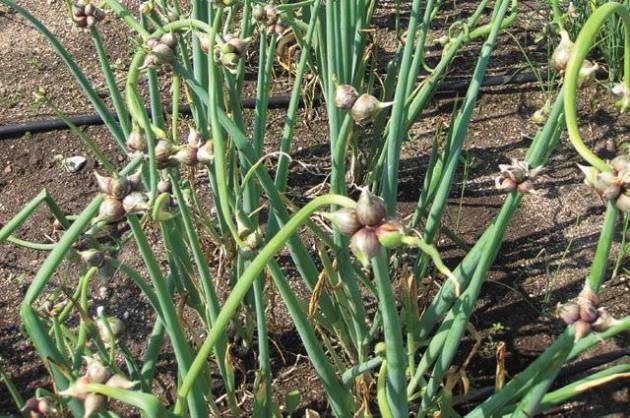 Все о посадке многоярусного лука: выращивание и уход за растением