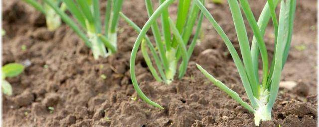 Лук латук — выращивание. лук-латук: полезные свойства и область применения