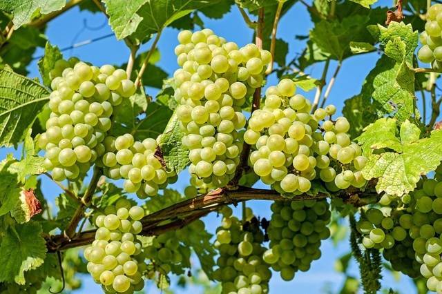 Правильная пошаговая обрезка винограда для начинающих - vinograd-loza