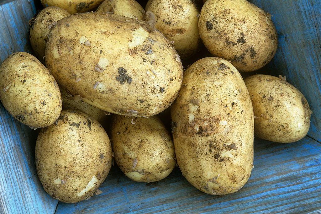 40 сортов картофеля для пюре, жарки, запекания и картошки фри