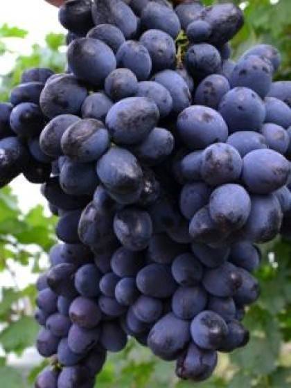 Виноград «забава»: описание с фото, отзывы