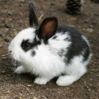 Можно ли кроликам укроп: в чём польза и вред, как правильно давать