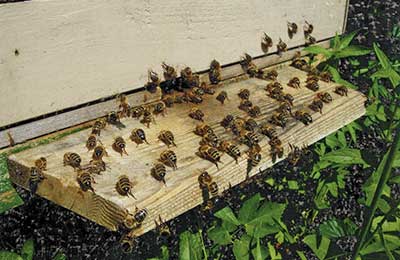 Справочник пчеловода