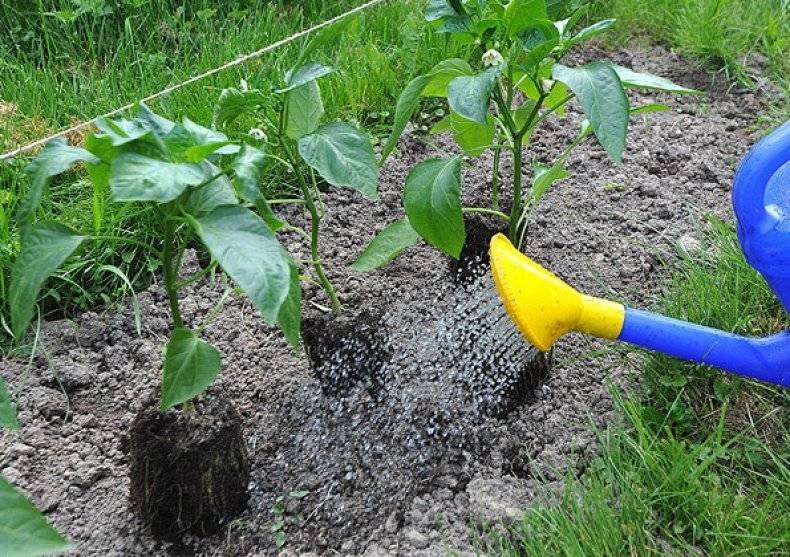 Болгарский перец: выращивание в теплице из поликарбоната. как грамотно провести посадку и уход для повышения урожайности?