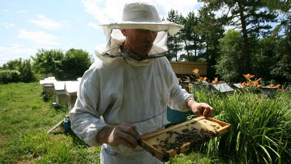 Откачка меда у пчел: инвентарь, время и как качать мед
