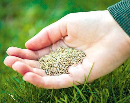 Лучшие сорта семян газонной травы: технические характеристики, смеси для дачи
