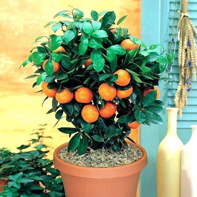 Как вырастить дерево мандарина из косточки в домашних условиях