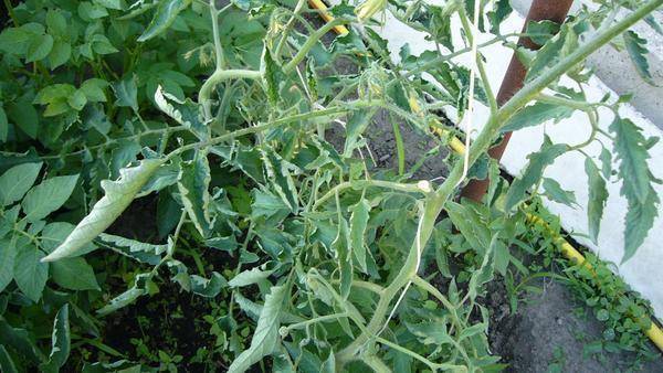 Почему скручиваются листья томатов. что делать, если скручиваются листь у рассады или в теплице.
