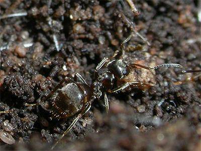 Как избавиться от муравьев в доме или в квартире: причины их появления, действующие средства для борьбы с ними и профилактические меры