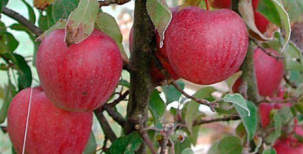 Яблоки пепин шафранный описание фото