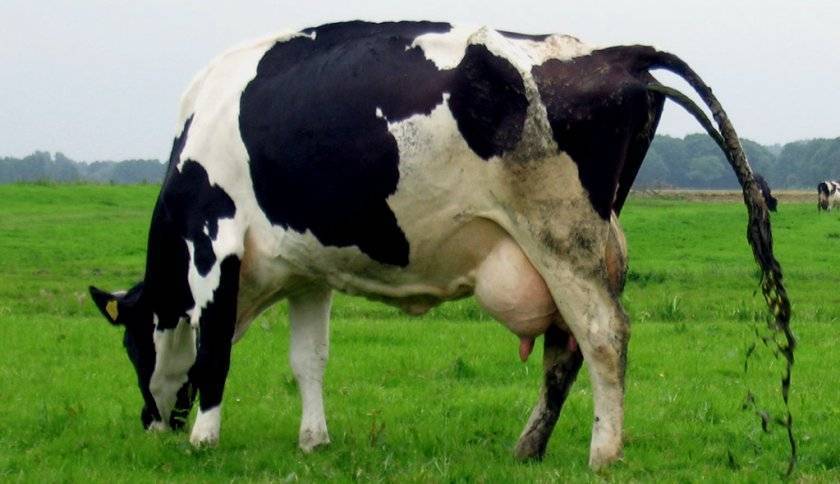 Понос у коров: причины и лечение 2020
