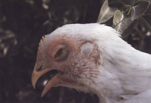 О болезни Марека у кур и цыплят: симптомы и лечение заболевания птицы