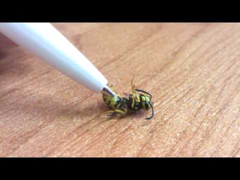 Жало пчелы и осы