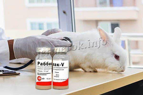 Вакцина для кроликов раббивак v