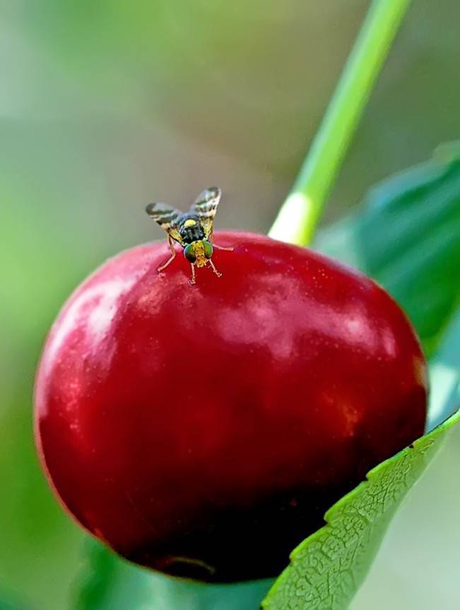 Что делать, если в саду завелась вишневая муха? самые эффективные методы борьбы