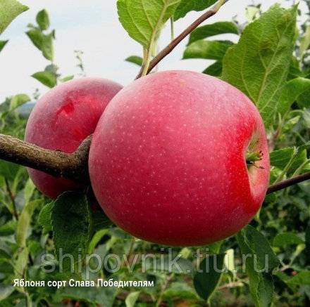 Описание сорта яблонь розовый налив (малиновка), преимущества и недостатки, выращивание