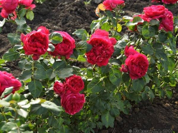 Плетистые розы кордес: лучшие сорта
