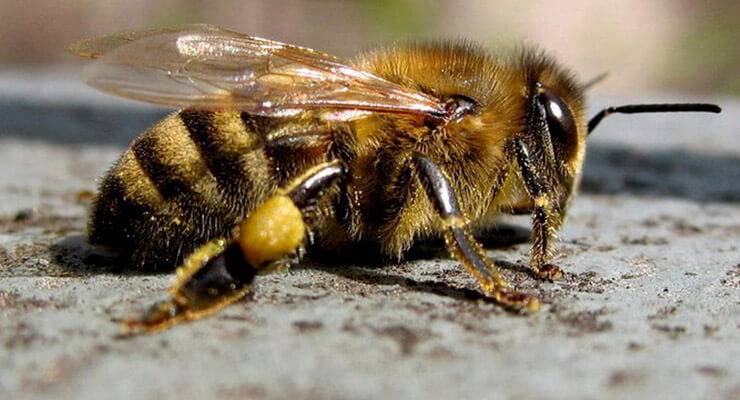 Стоит ли держать среднерускую пчелу на садовом участке - среднерусская пчела