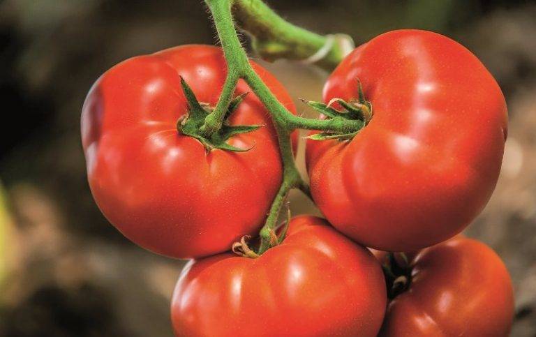 Гибридный томат биг биф f1: описание, отзывы и характеристики