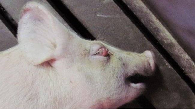 Болезни свиней: симптомы и лечение - подробная информация!