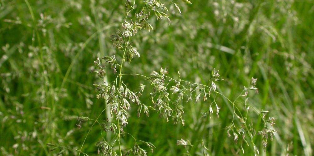 Овсяница луговая, особенности использования травы в газонном дизайне