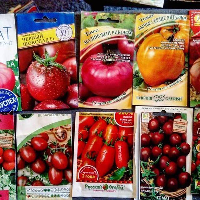 Секреты хорошего урожая: подкормка рассады томатов нашатырным спиртом
