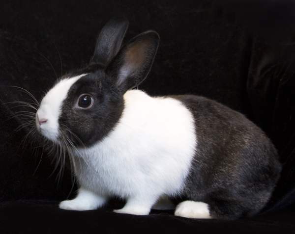 Самые крупные породы кроликов: описание и характеристика, особенности содержания