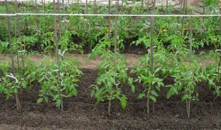 Когда сажать помидоры в грунт: в мае, апреле; как посадить томаты в грунт