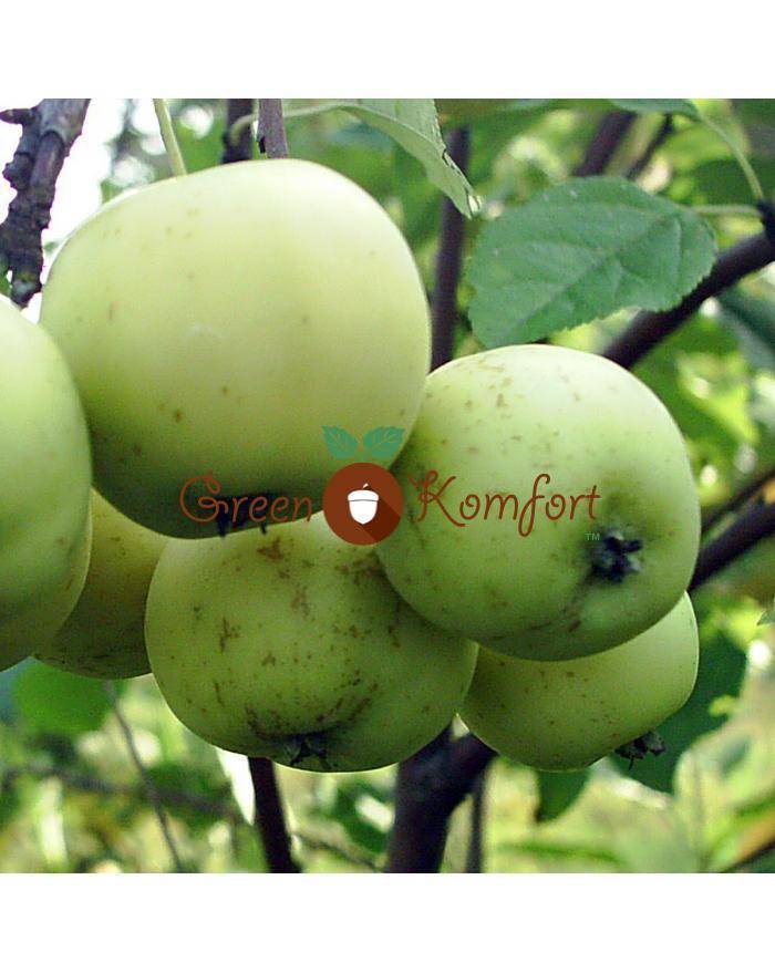 Яблоня белый налив: описания сорта, фото, посадка, уход и сбор урожая
