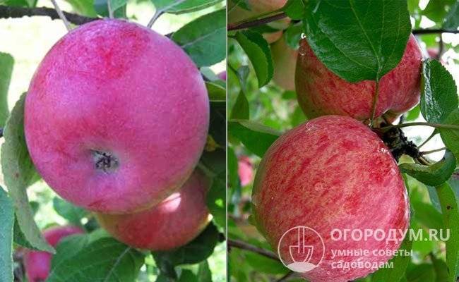 Подробная характеристика и особенности выращивания яблони сорта джонатан