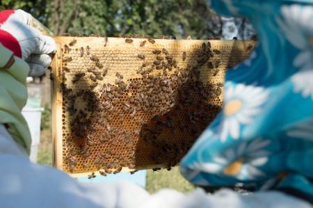 Какой мед не засахаривается – перечень и описание некоторых сортов