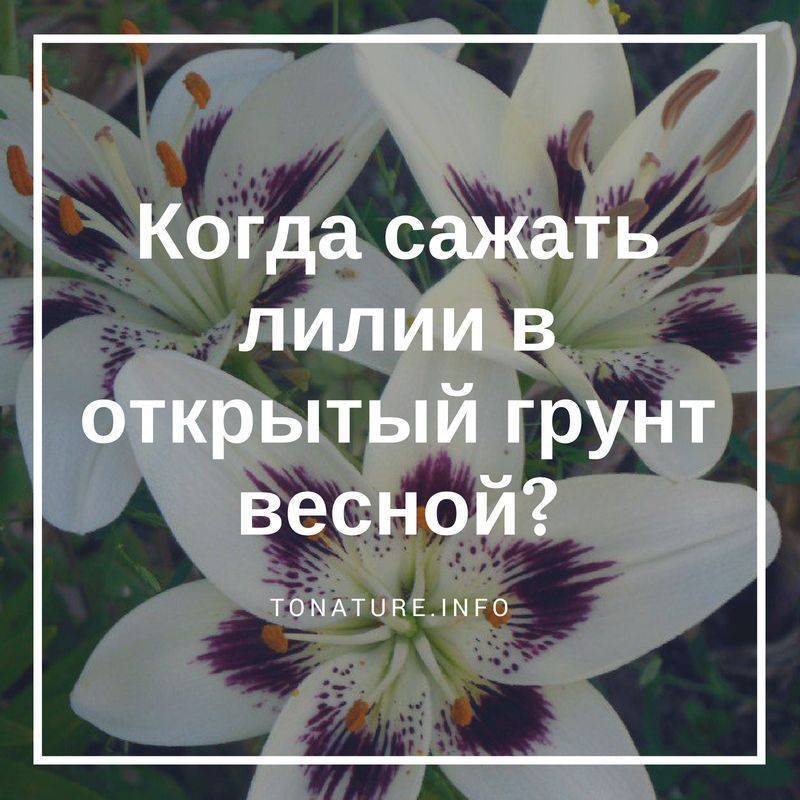 Посадка лилий весной