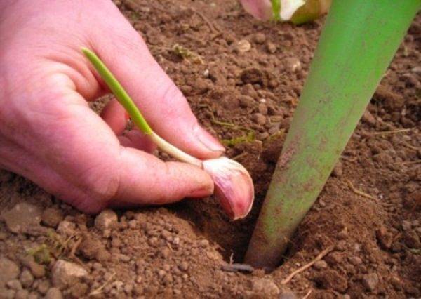 Посев ярового чеснока весной зубками и бульбочками: сроки и правила посадки