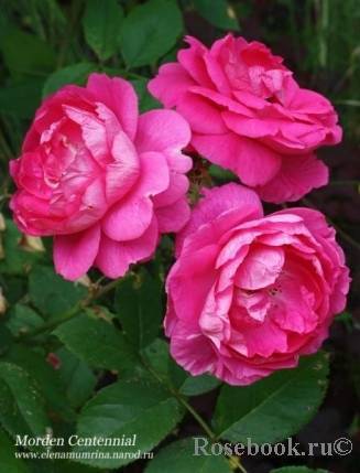 О розе Morden Centennial: описание и характеристики, выращивание канадской розы