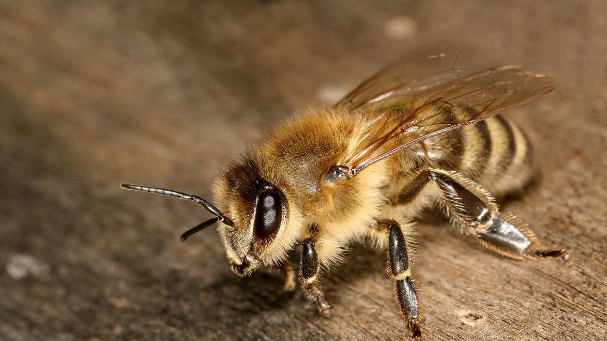 Обработка пчел бипином осенью: инструкция и дозировка