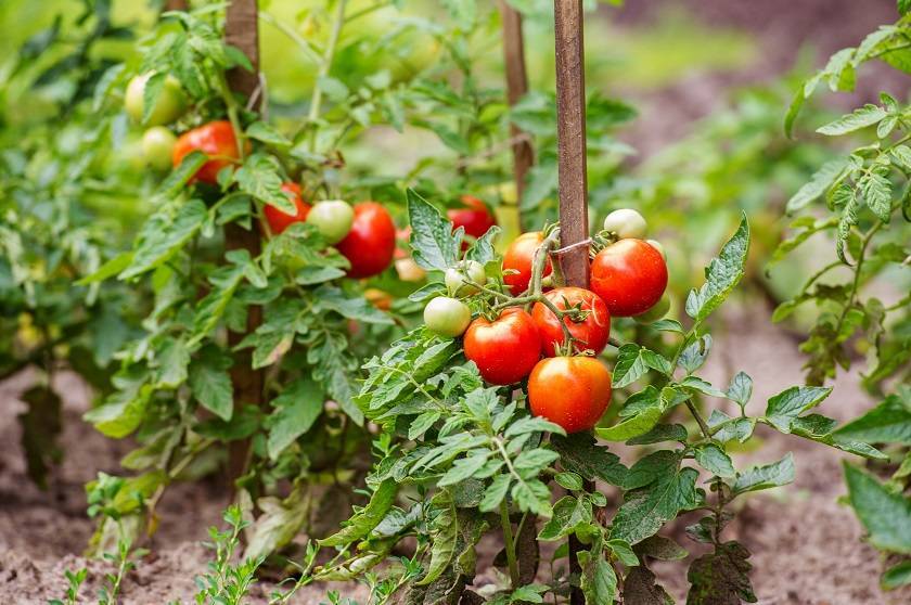 Пасынкование помидор: как правильно это делать в теплице и в открытом грунте