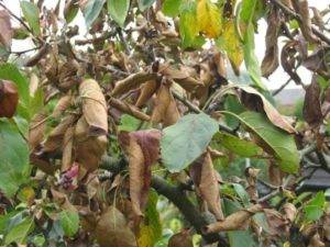 Сохнут листья и ветки на вишне: в чем причина и как устранить проблему?