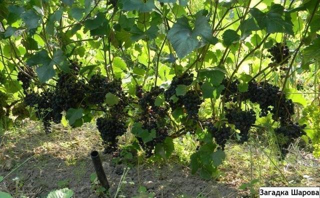 Выращивание и посадка винограда в сибирском регионе