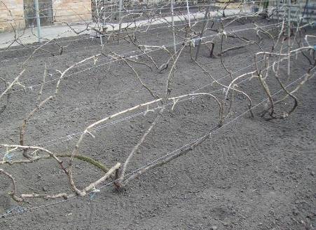 Пошаговая инструкция подвязки винограда для начинающих