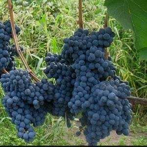 Виноградный сорт мукузани — описание и особенности выращивания