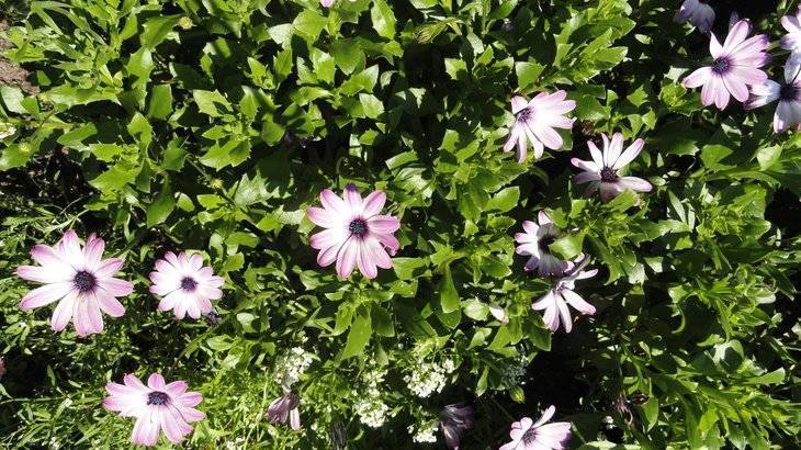 Неприхотливые низкорослые цветы для клумбы: название, фото