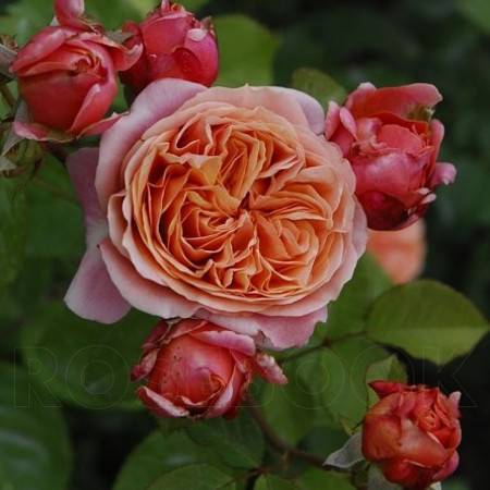 Роза компешн (compassion) — описание сорта